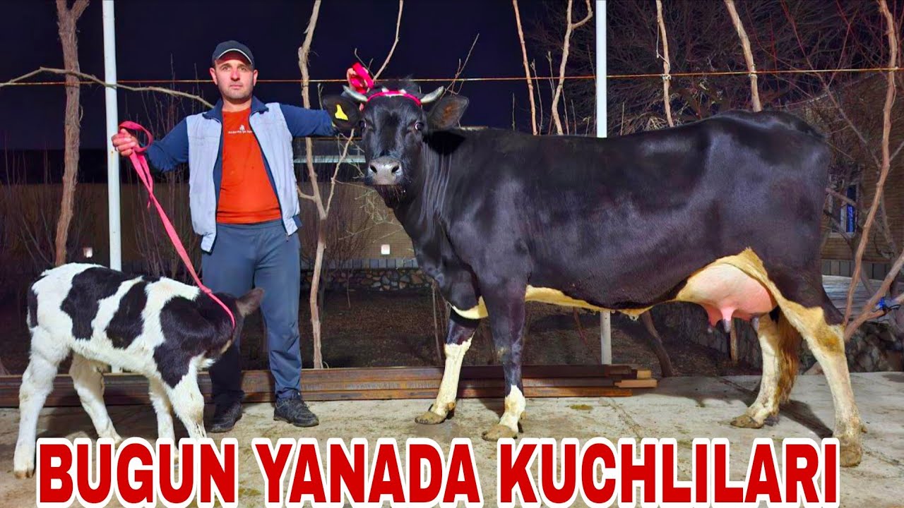 Buxoro arzonchisi Mizrobjon va Ashur akadan yangi partiya suluvlari keldi 3-fevral, 2026