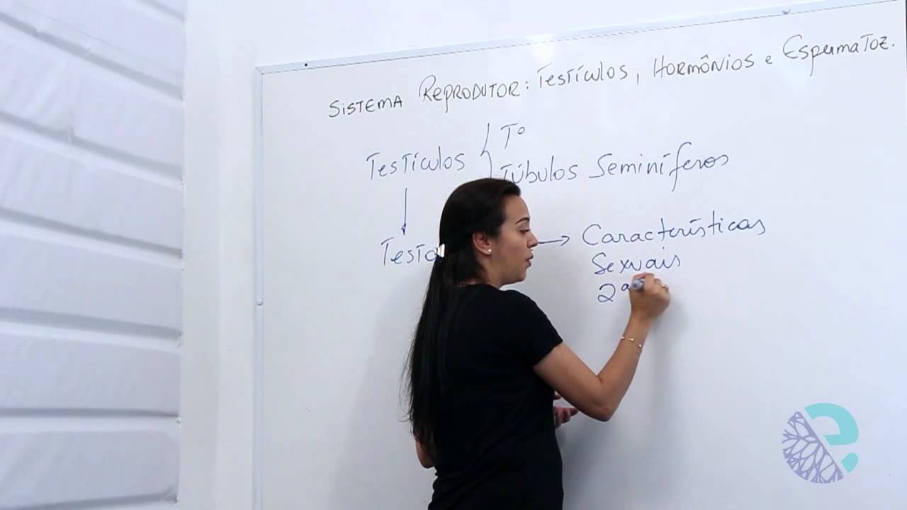 Testículos e produção de hormônios e espermatozóides