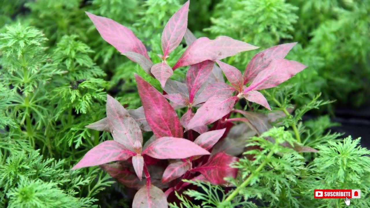 Alternanthera reineckii
