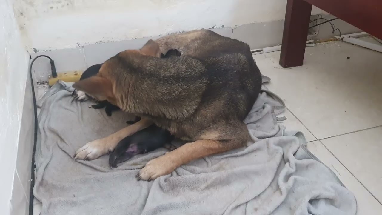 Close-Up of a Mother Dog Caring for Her 10 Newborn Puppies 🐶❤️