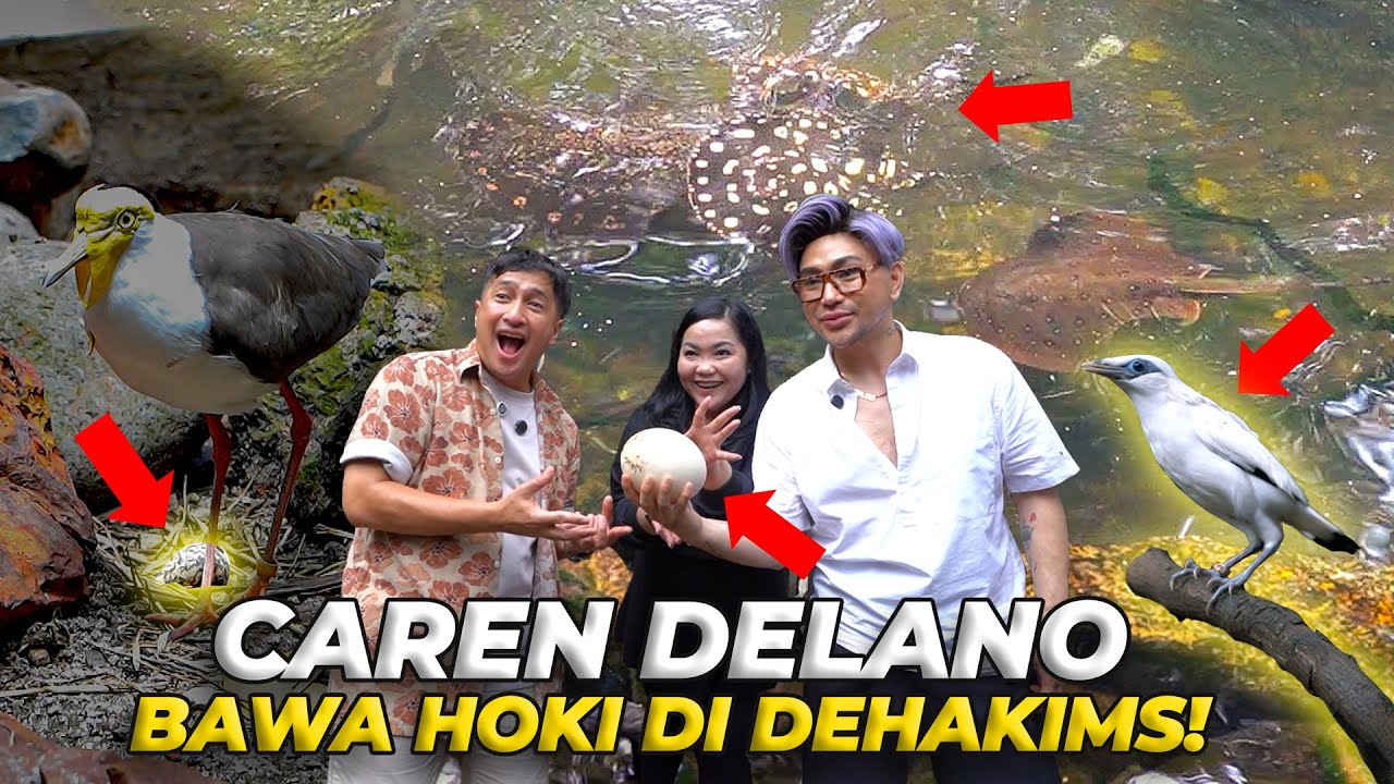 ADA 4 HEWAN K4WIN, BERTELUR, DAN MENETAS WAKTU CAREN DELANO KE DEHAKIMS!