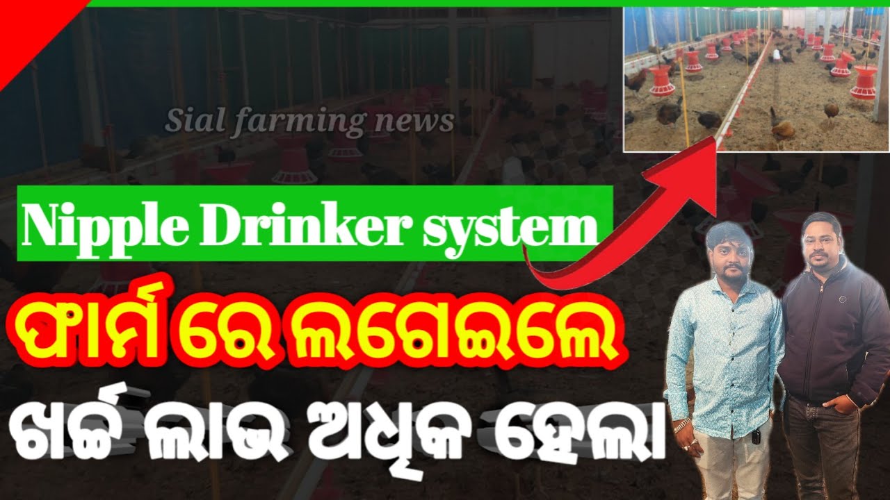  Nippole Drinker ଲଗେଇ ଦେଶୀ ପ୍ରଜାତି କୁକୁଡ଼ା ଚାଷ କଲେ ହେଲା  କମ ଖର୍ଚ୍ଚ ଓ ଅଧିକ ଲାଭ/Nippole Drinker system