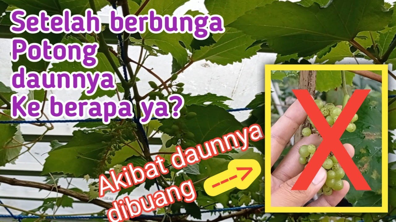 Perlakuan pucuk anggur setelah bunga menjadi buah