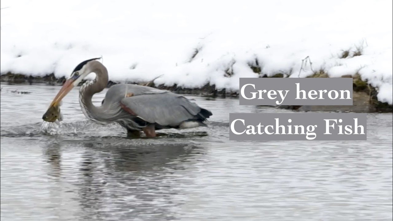 Grey heron | Catching fish | Must see | Bird video