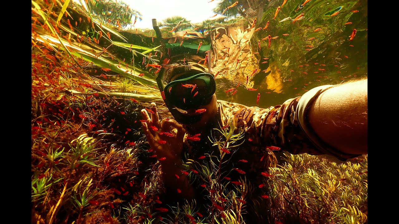 Ember Tetras and Penguin Tetras in the wild