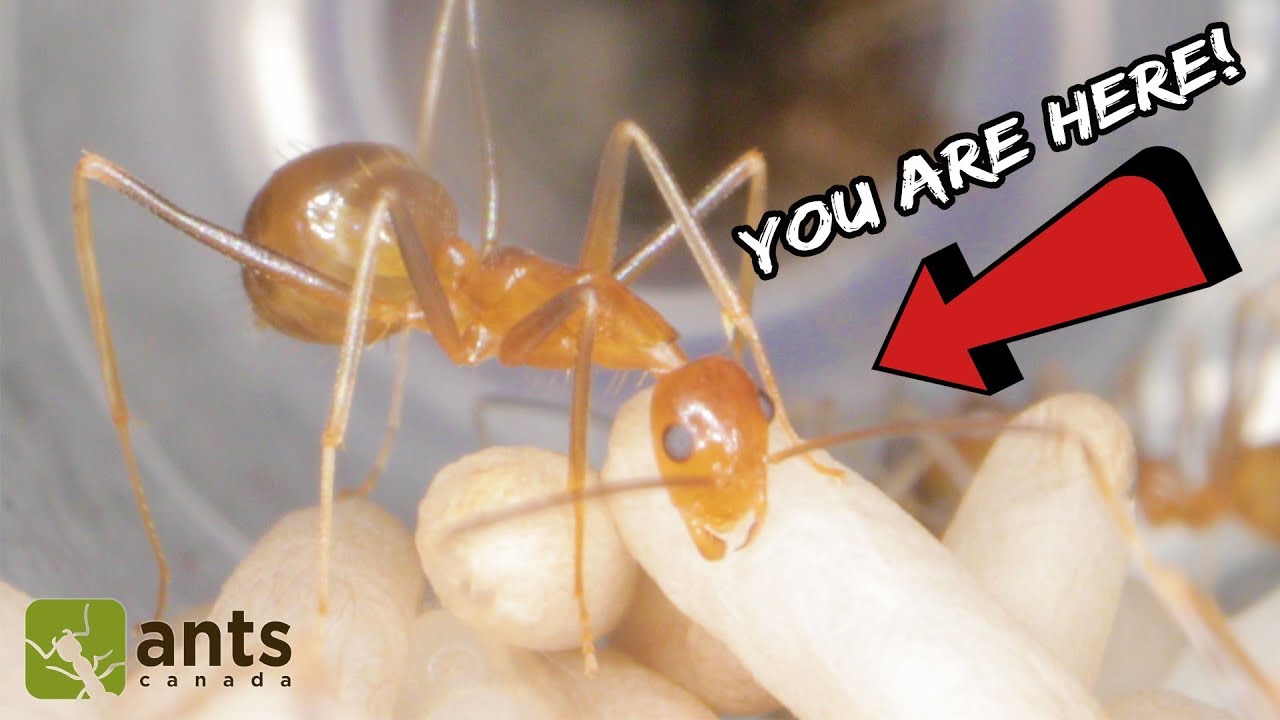 Awesome Yellow Crazy Ant POV Footage