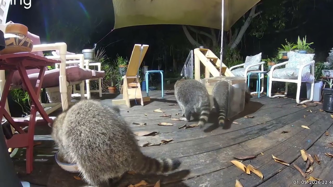 Raccoon hands in the water
