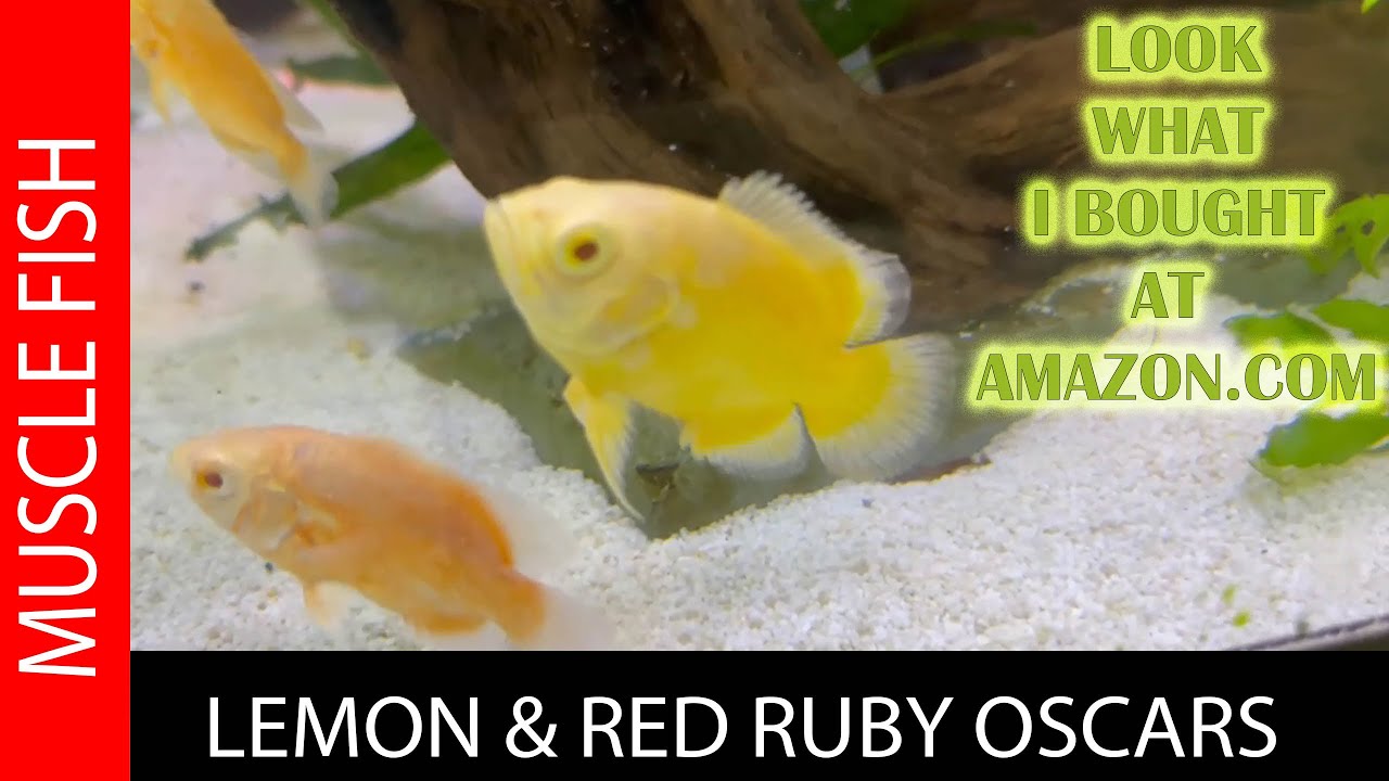 LEMON & ALBINO RED RUBY OSCARS BABIES ARRIVE!