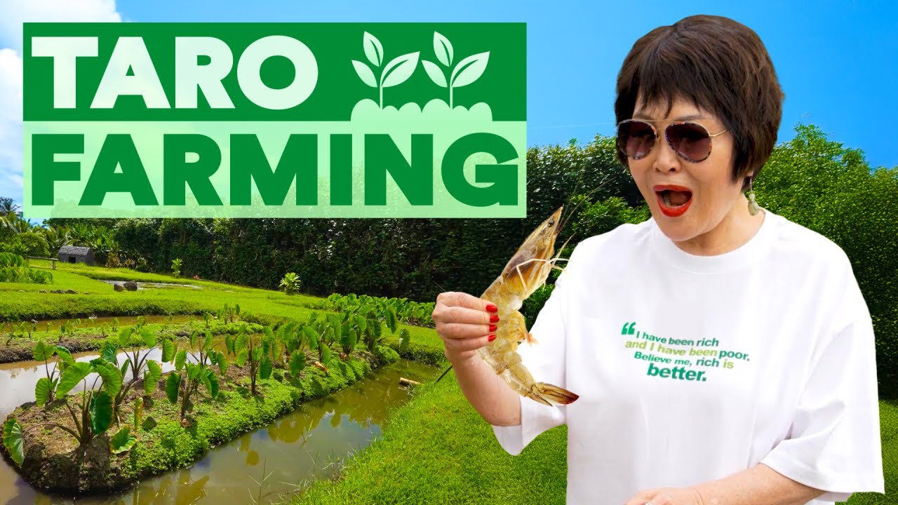 Taro Farming in Jurassic Park! 🌱 | One World in Hawaii