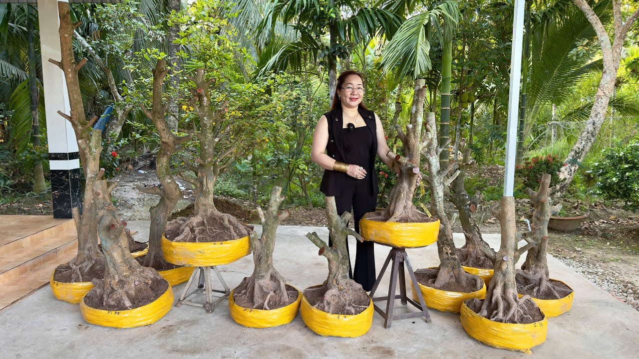 PHÔI MAI VÀNG 10/3/2026 (#O377721167 SƠN) phôi mai vàng -  @bonsai Can Tho