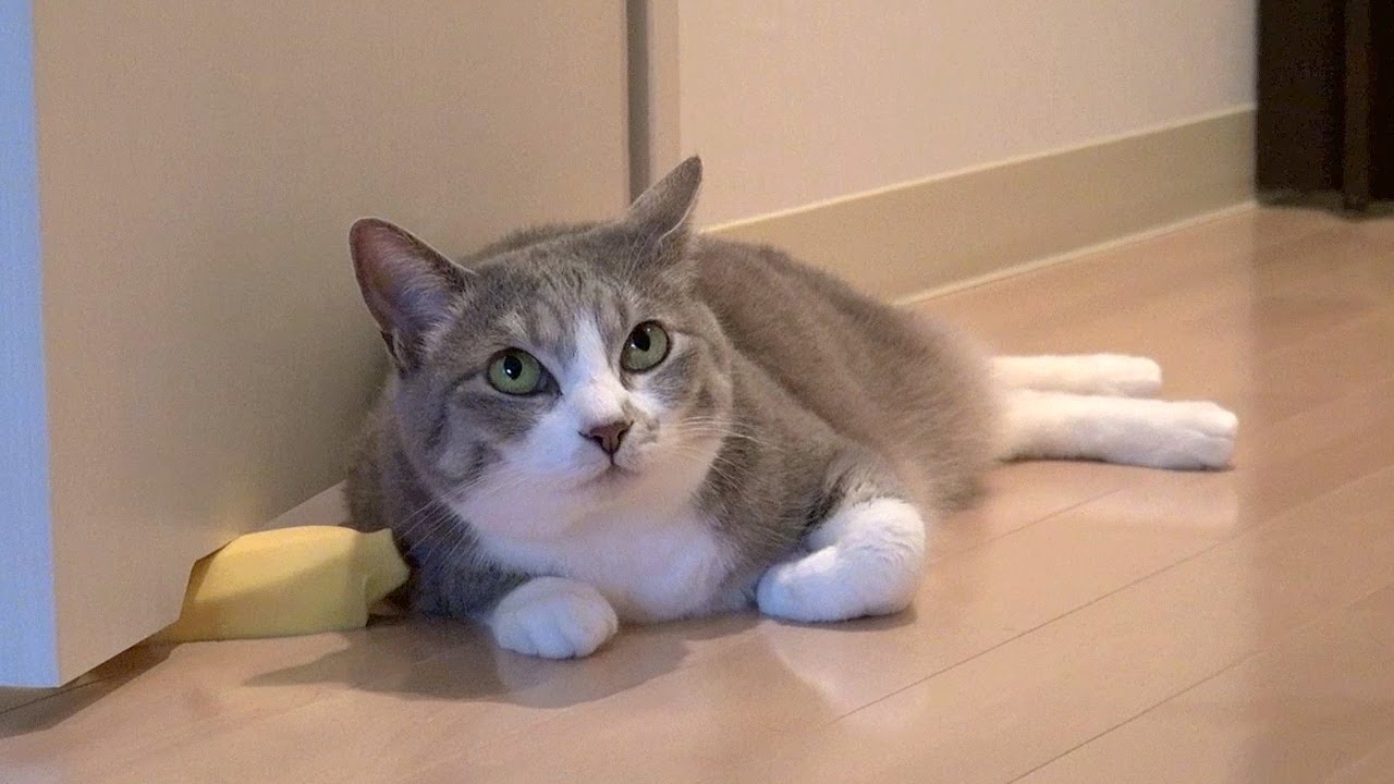 空飛ぶネコ - Flying Cat -