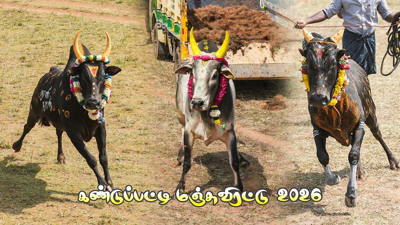 கண்டுப்பட்டி மஞ்சுவிரட்டு 2026