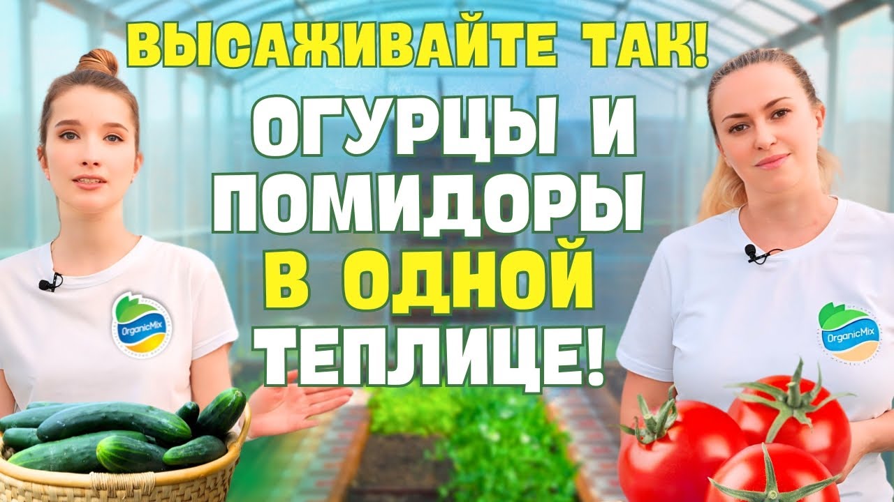 Огурцы и помидоры. Высадка в одну теплицу.