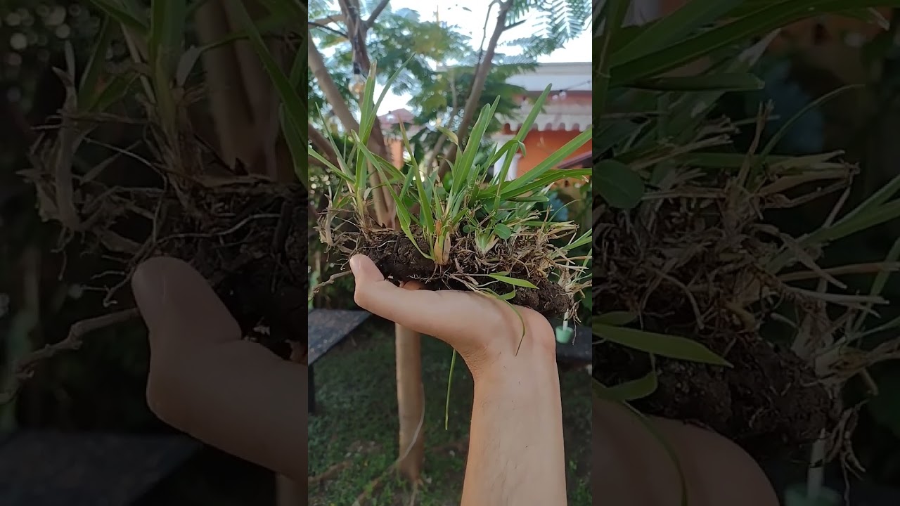 pasto kikuyo / como extender pasto para sus jardines