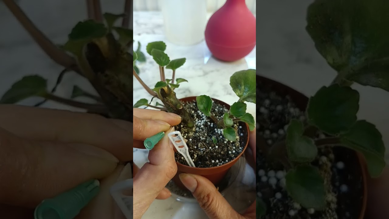 Bel altı kalıntılarında oluşan yavruların ayrılması .