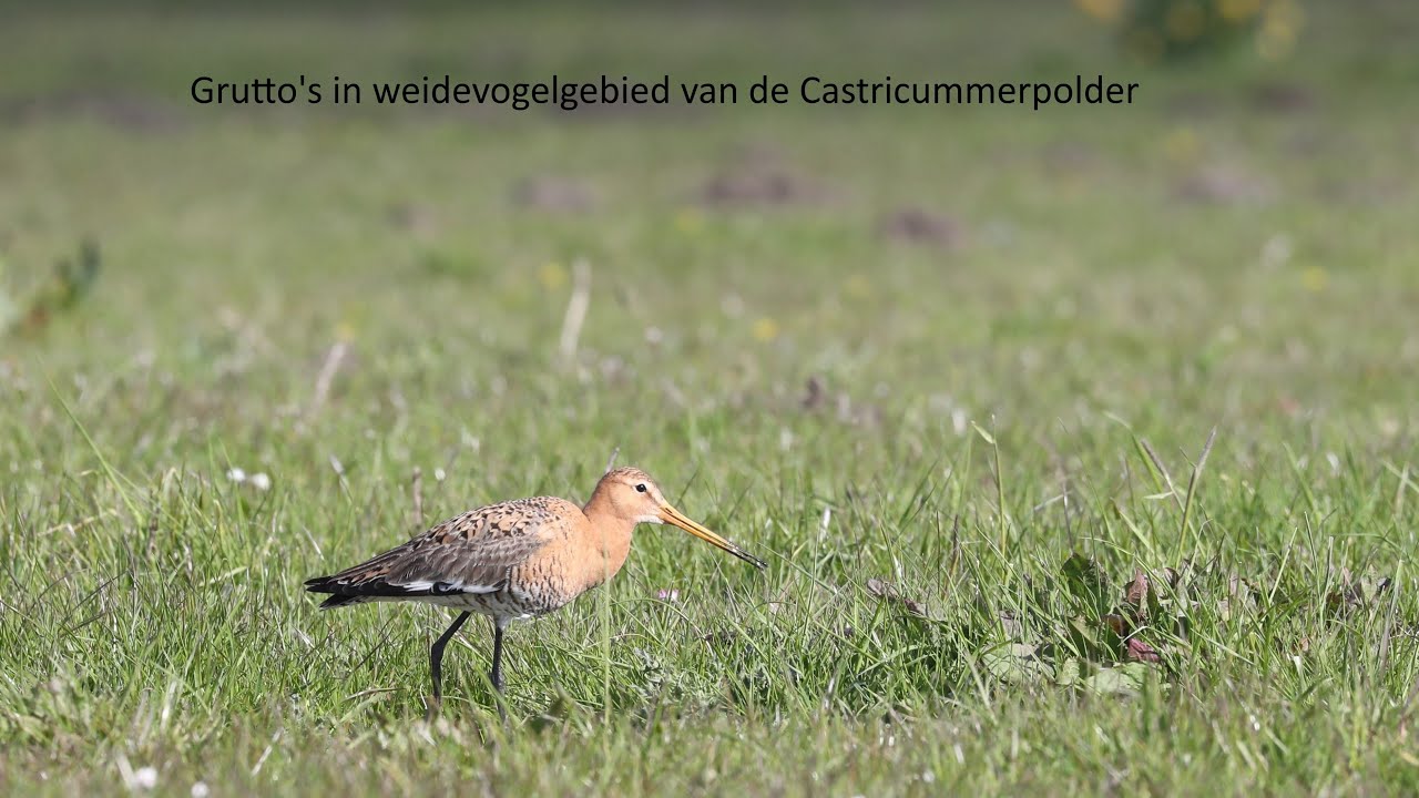 Grutto's in weidevogelgebied van Castricummerpolder (gebied beheerd door Stichting 