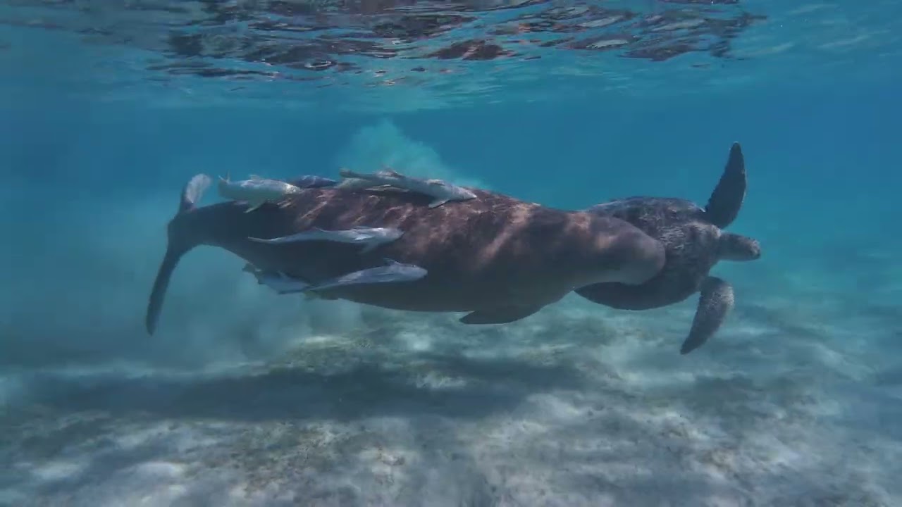 Marsa Mubarak (snorkeling)