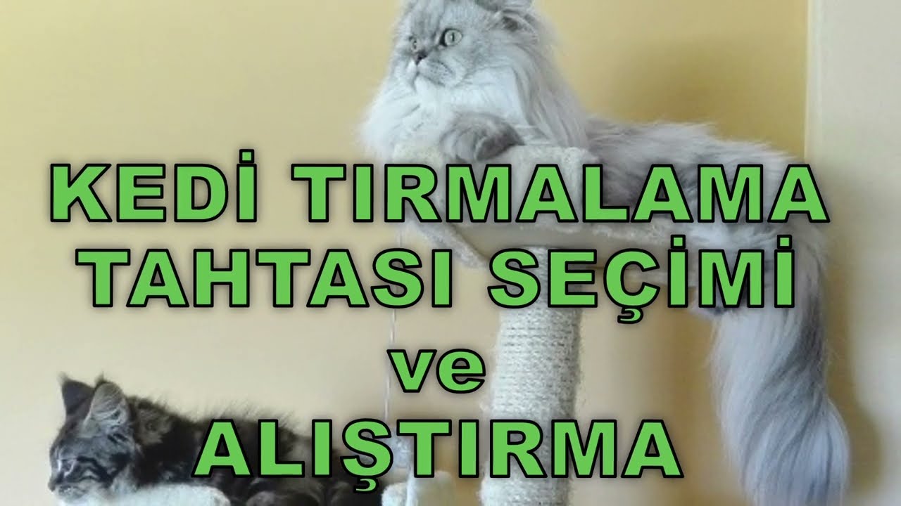Kedi Tırmalama Tahtası Nasıl Olmalı? - Kedilerin Kanepeleri Tırmalamasını Engellemek!