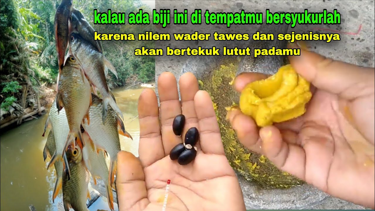 Kenapa tidak tau dari dulu ada umpan segacor ini || umpan jitu ikan nilem #222