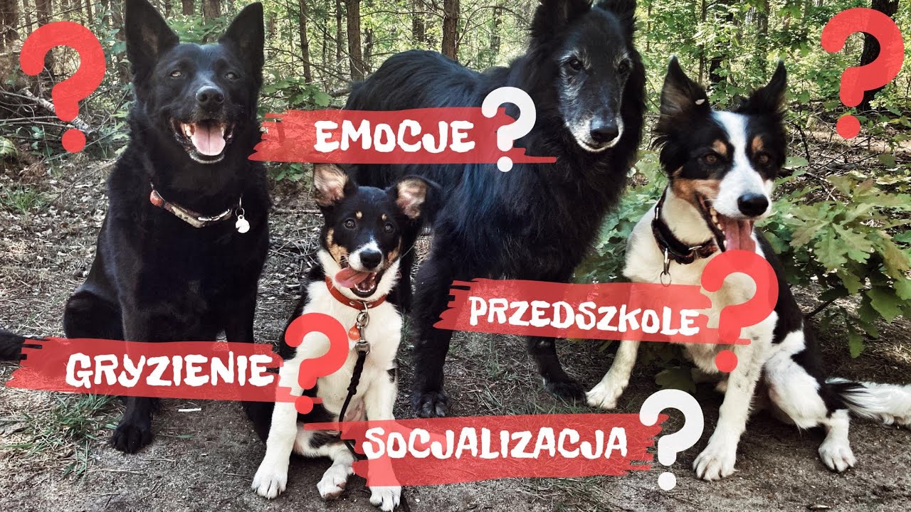 #2 Szczeniaczkowy vlog. Deethra, border collie - socjalizacja, psie przedszkole, gryzienie, emocje.