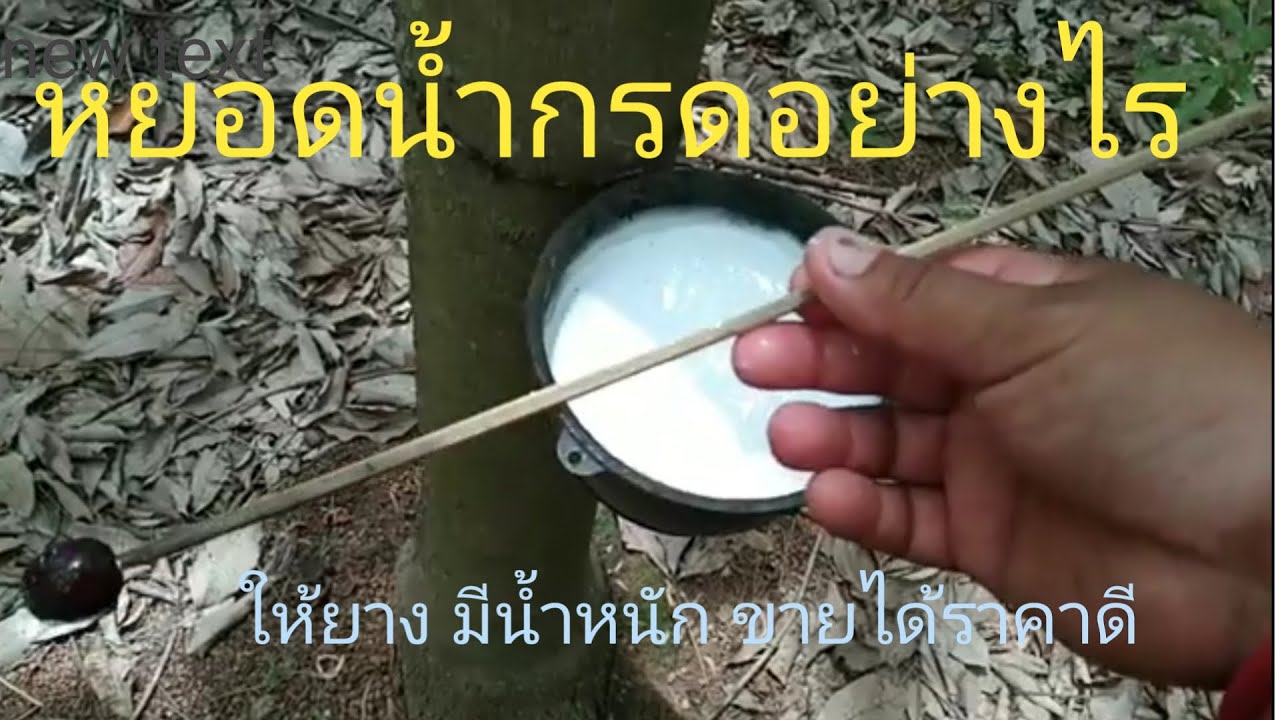 หยอดน้ำกรด ยางพารา (ให้ยางขาวมีน้ำหนักกว่าสวนอื่น)