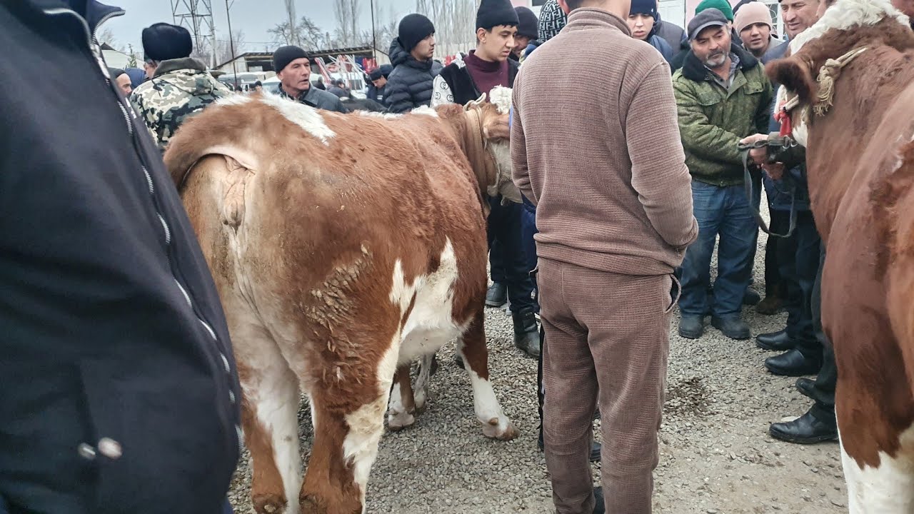 AVVAL chorva bozori SIGIRLARI va GUNOJINLARI narxlari 21 fevral 2026 yil