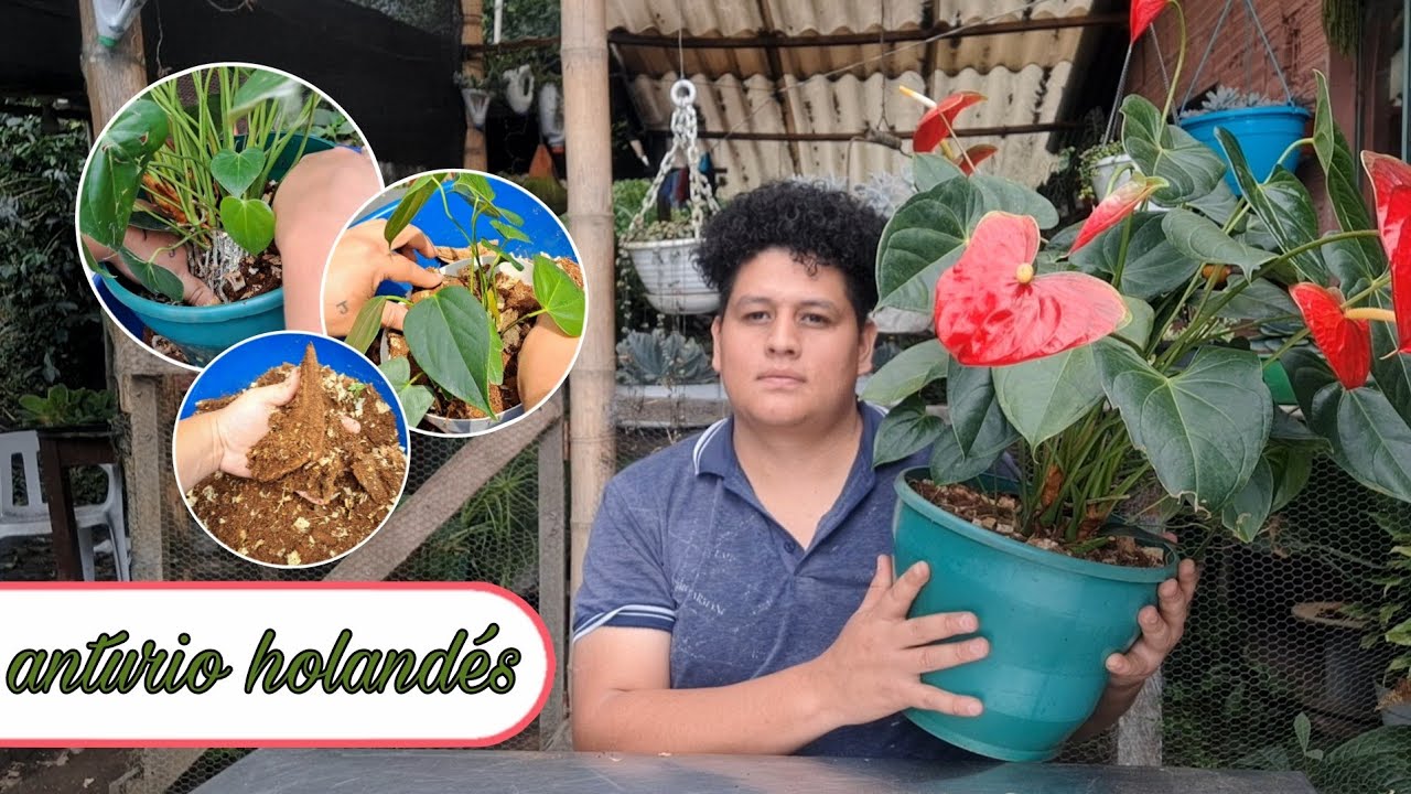 Cambiándole el sustrato a mi anturio,separación de hijos y como se cuidan.