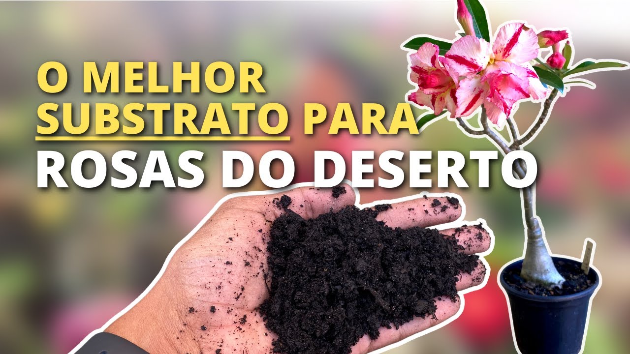 O MELHOR SUBSTRATO para as Rosas do Deserto!