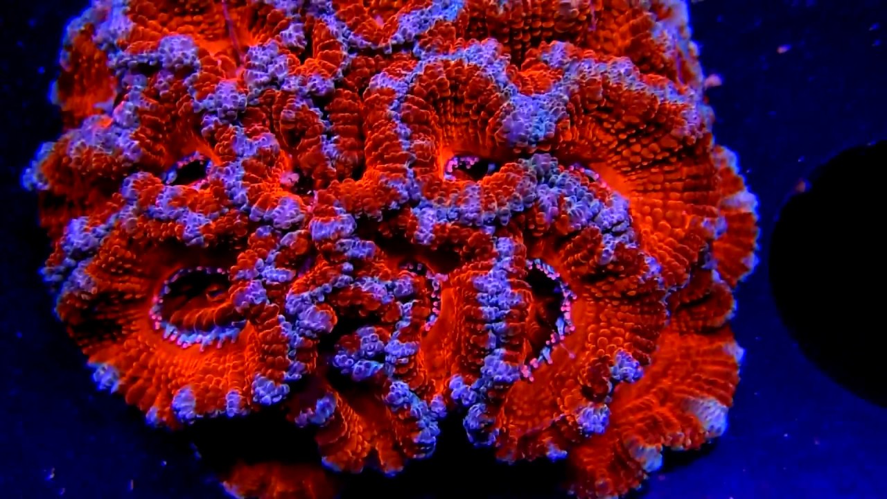 Ultra Aussie Acan