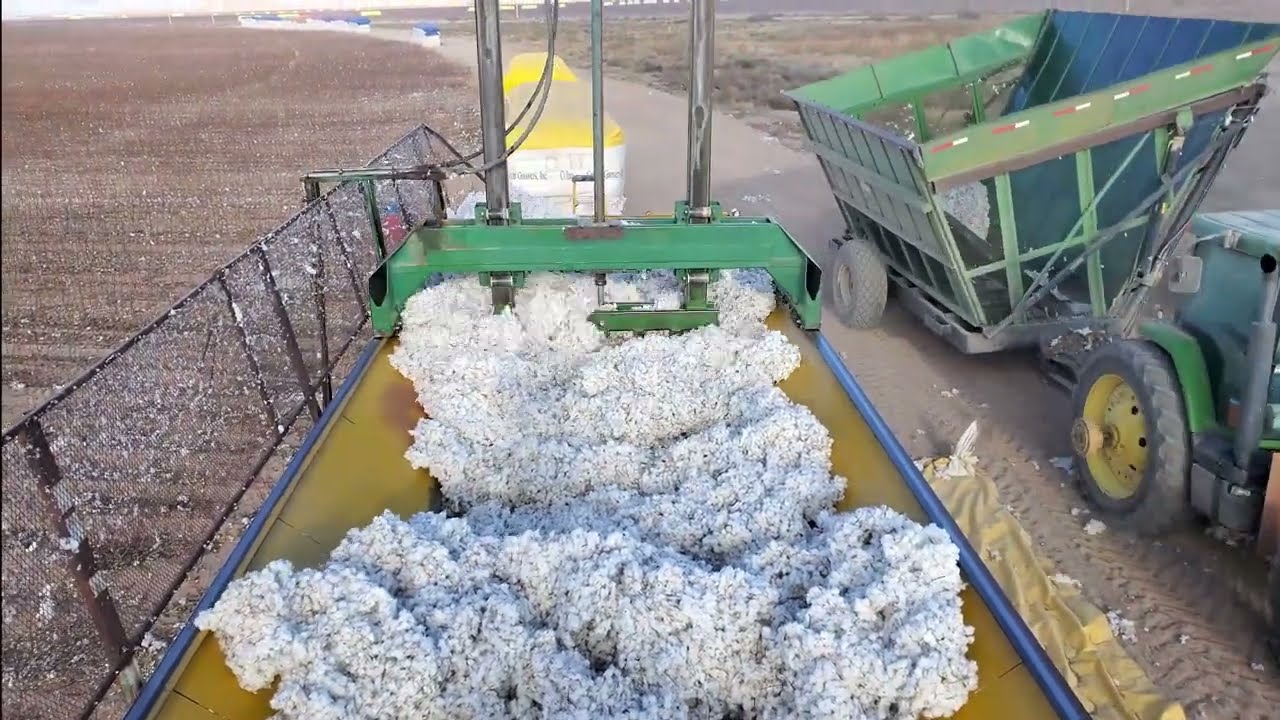 Cotton field harvest in chihuahua