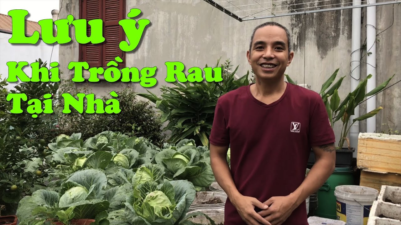 Những Lưu Ý Khi Trồng Rau Trên Sân Thượng Hoặc Tại Vườn Nhà