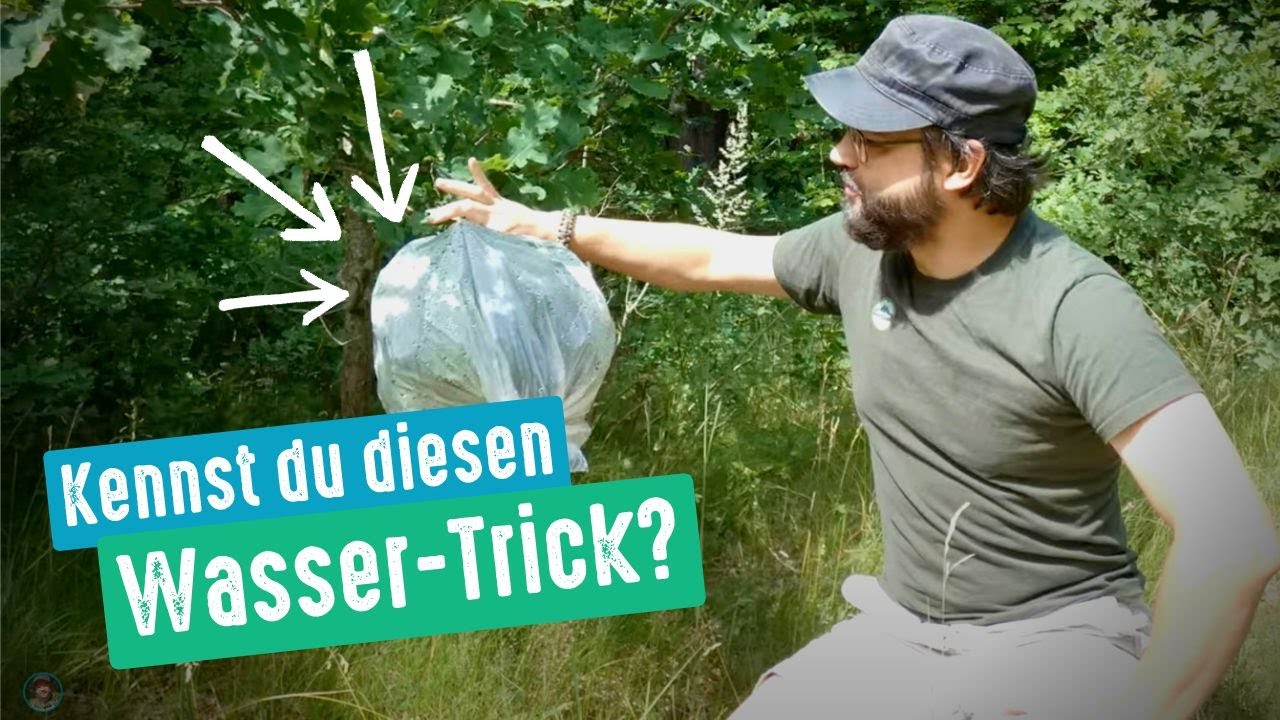 Der Transpirationsbeutel: Mühelos Wasser in der Wildnis mit dieser Survival-Methode sammeln
