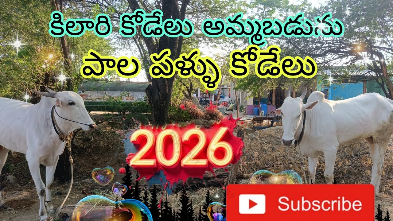  కిలారి కోడేలు అమ్మబడును //#kilari bull's video's #trending #viralvideo 