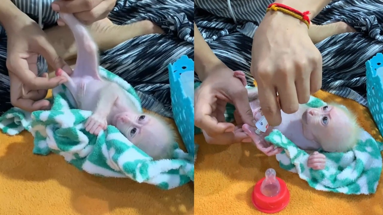 Healing Journey Update! 🩹 Applying Daily Ointment to My Tiny Baby Monkey