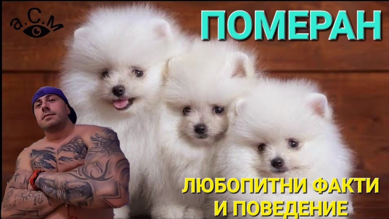 ПОМЕРАН - ЛЮБОПИТНИ ФАКТИ И ПОВЕДЕНИЕ    а.С.м