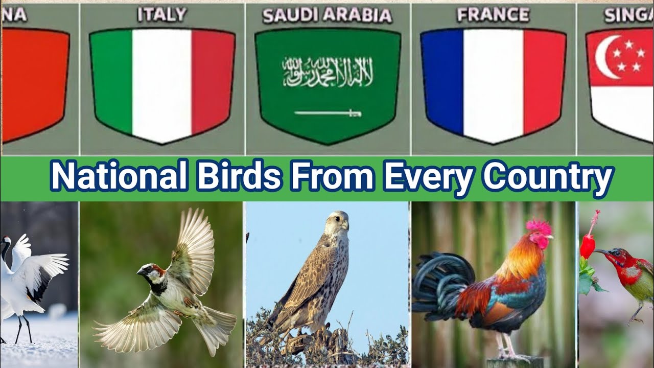 National Birds From Different Countries 🌎