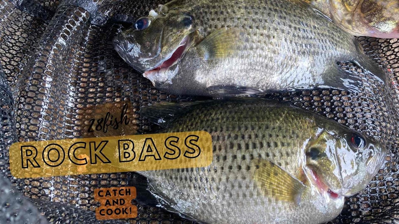 Rock Bass Catch and Cook!