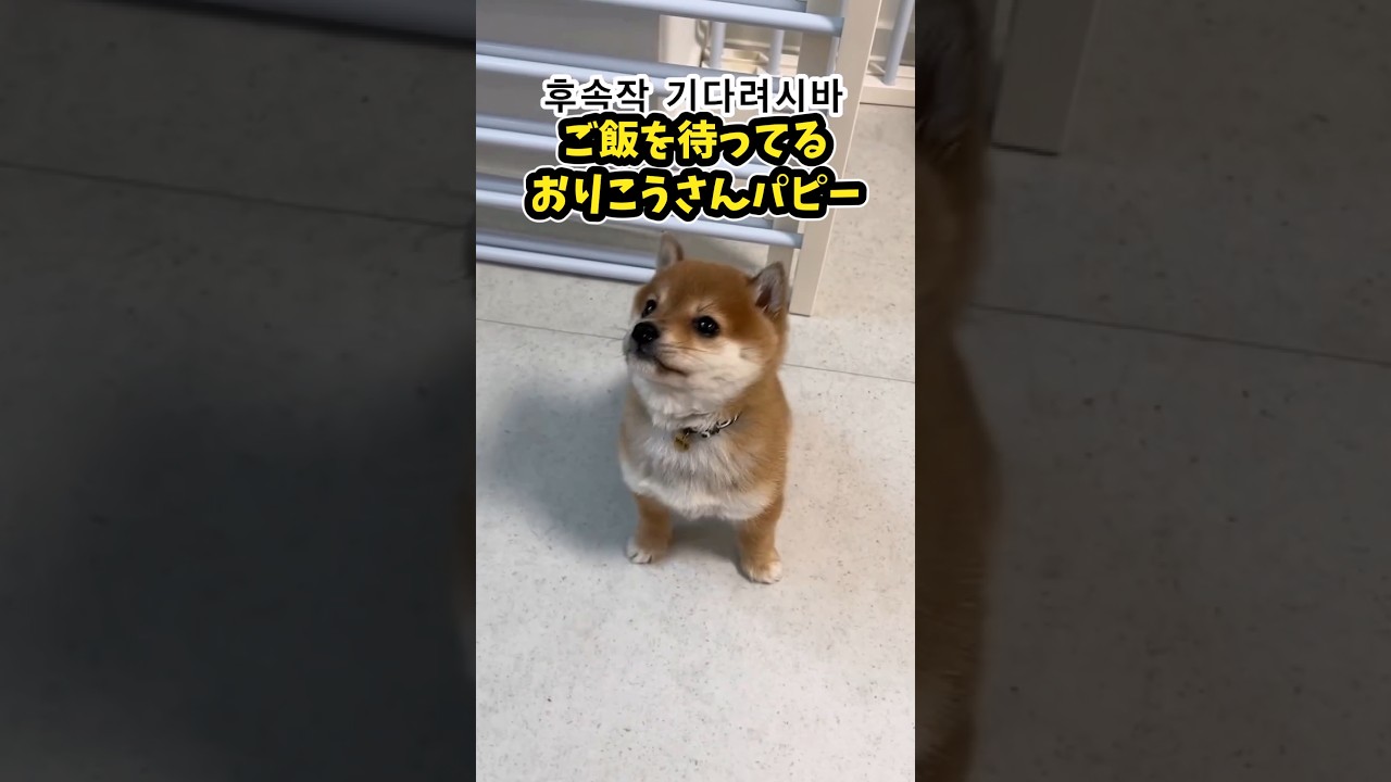 柴犬パピーの動画見て笑ったら寝ろwww　