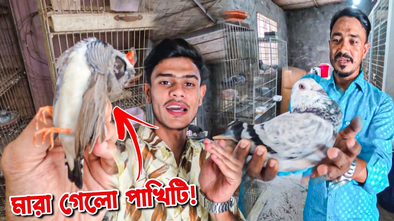 বাংলাদেশের সেরা রেসার কবুতর দেখলাম এই প্রথম