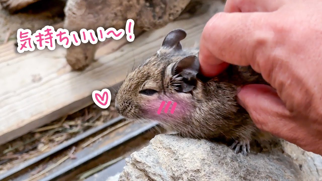 エサよりもなでなでが好きすぎるデグーが可愛すぎた！