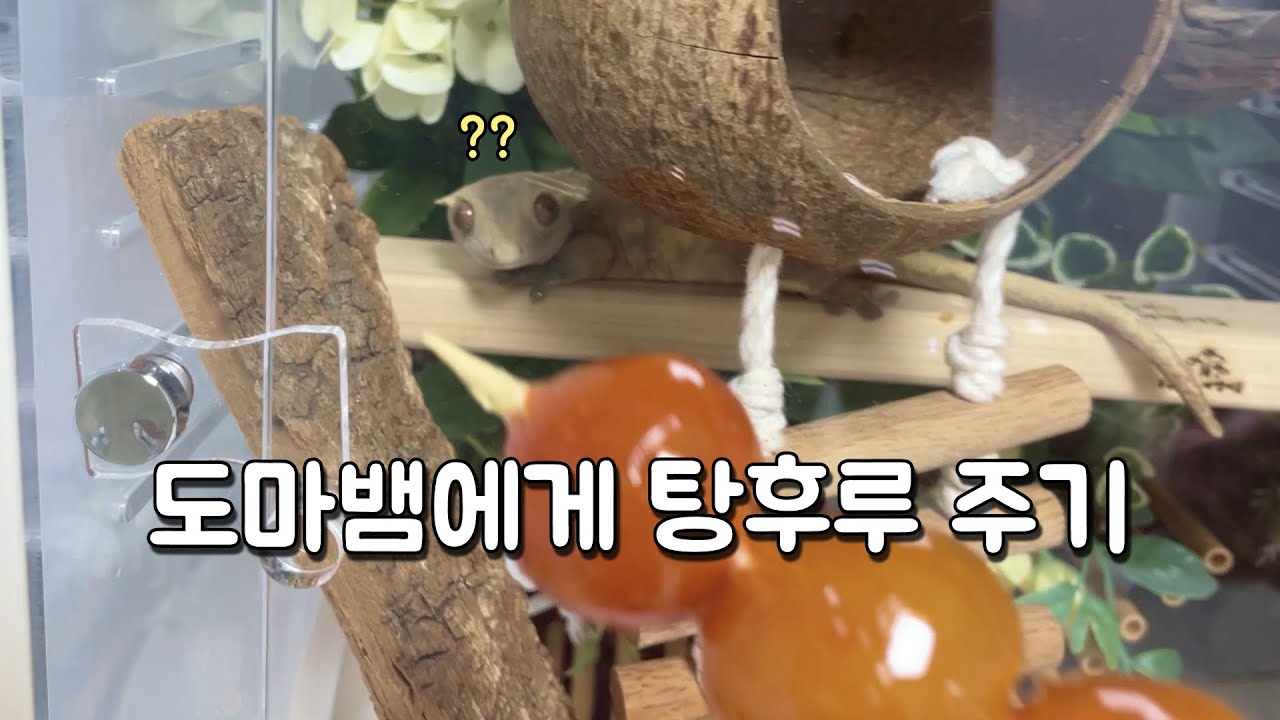 도마뱀 탕후루 먹방