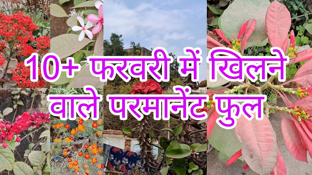10+ देखिए फरवरी में मेरे गार्डन में कौन कौन से फूल खिले हैं #hardyplants #floweringplants 