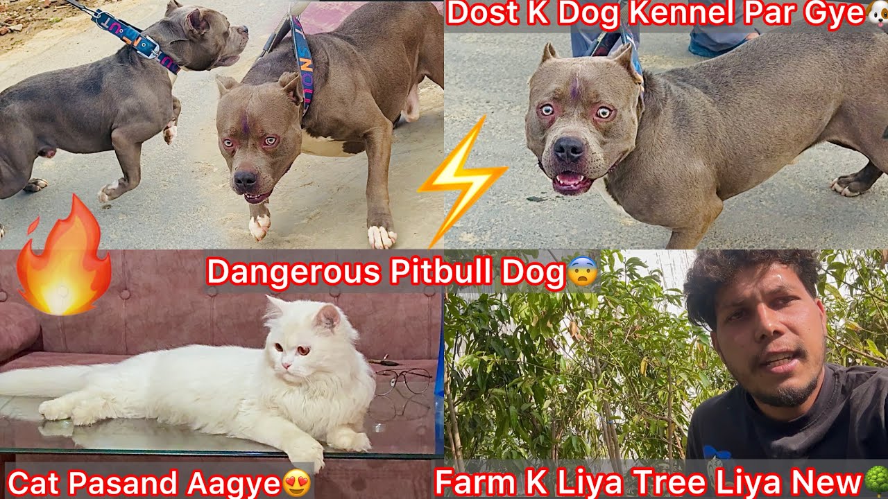 Dog Kennel Par Gye🐶Dangerous Pitbull Dog Mila😨White Cat Pasand Aagye😍Farm K Liya Frute Tree Liya🌳 