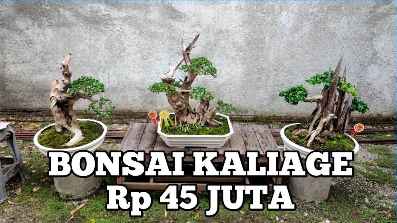 BONSAI HARGA 45 JUTA sancang  SERUT  kaliage koin beringin asam TANAMAN HIAS kelapa mini pohon kecil