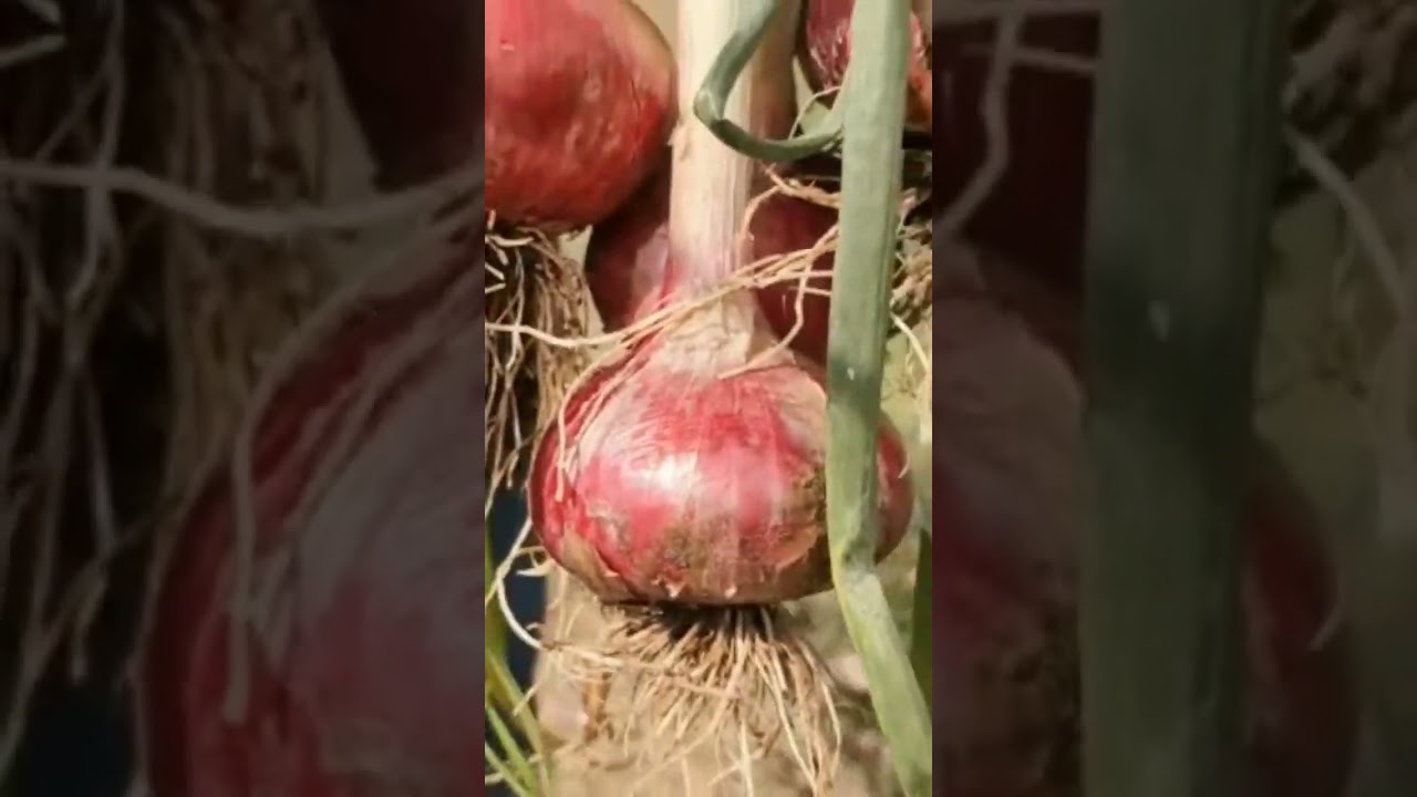 kanda sheti ll Pyage Kheti ll Onion Farming ll Ajay gavit Vlog  #my_first_vlog #myfirstvlog2023