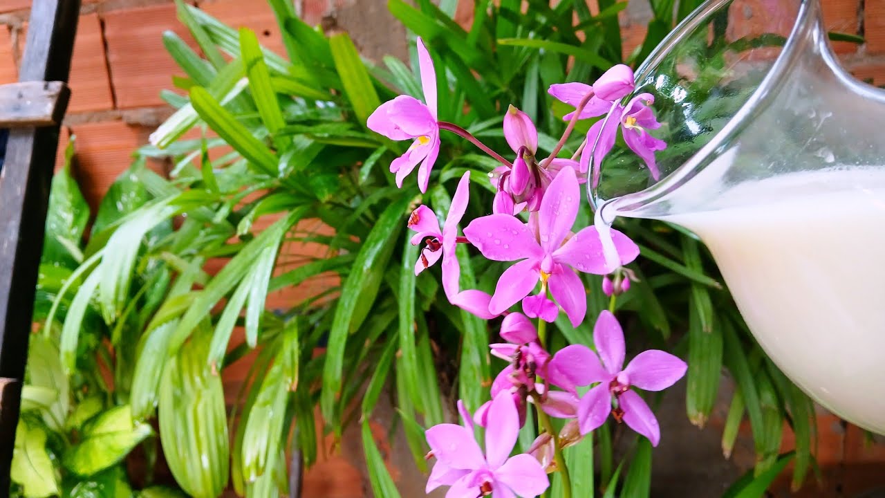 JOGA ISSO NA SUA ORQUÍDEA E VAI EXPLODI DE FLORES O ANO INTEIRO. Delícias da Zenilde. 