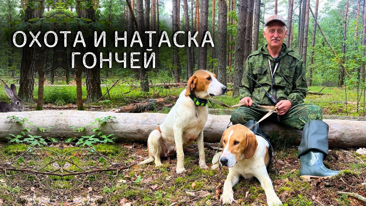 НАТАСКА и ОХОТА с Русской Пегой Гончей
