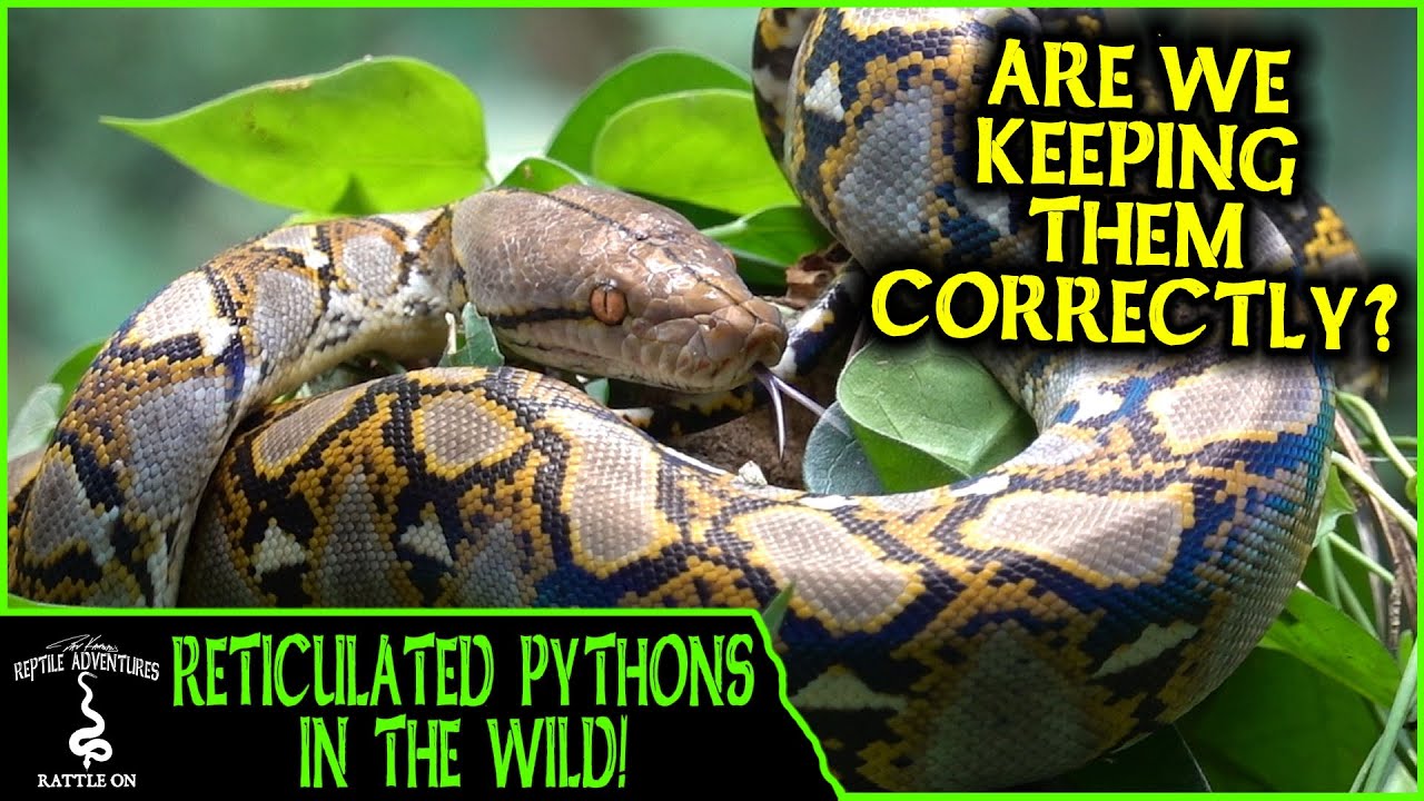 RETICULATED PYTHONS IN THE WILD! (are we keeping them correctly?) - Adventures in THAILAND (2020)