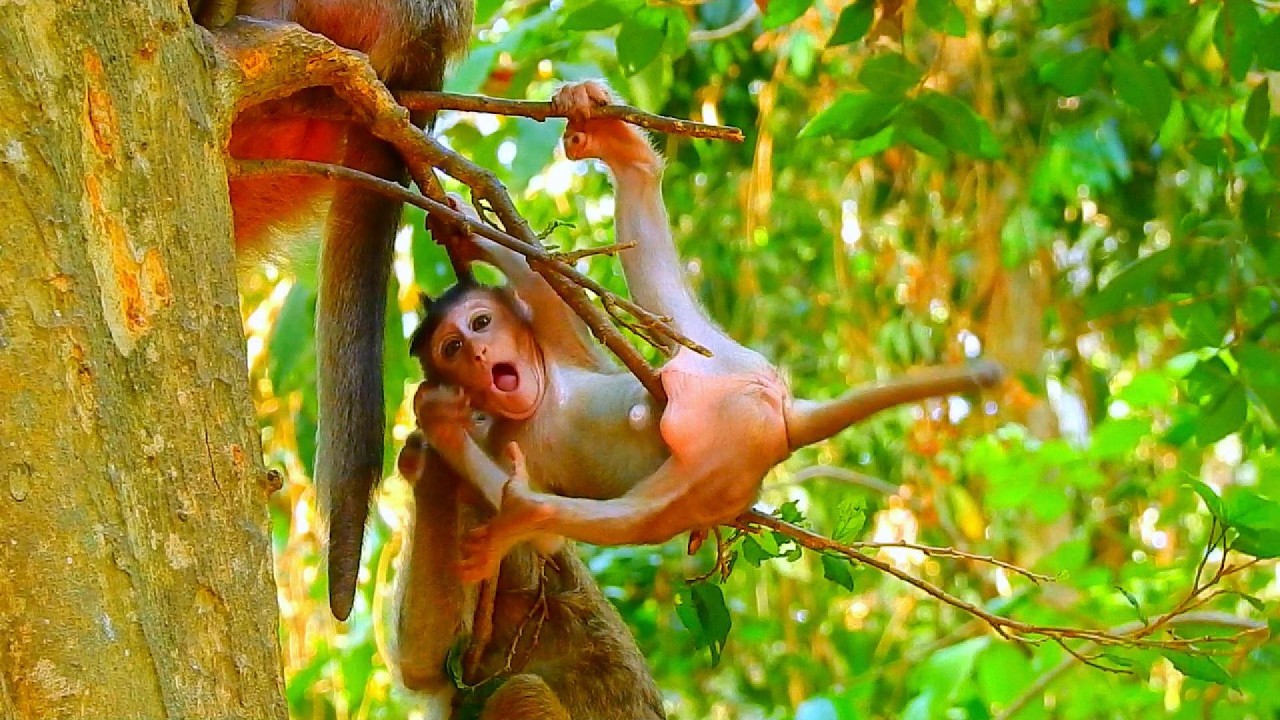 BRIAR...SO CUTE MONKEY...!