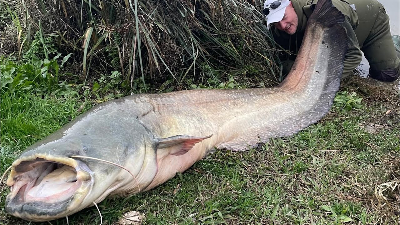 Wędkarska Baza Karp Sum Ebro grudniowe potwory z rzeki Ebro 